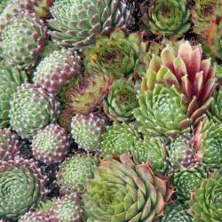 Sempervivum - Dachwurz - Hauswurz